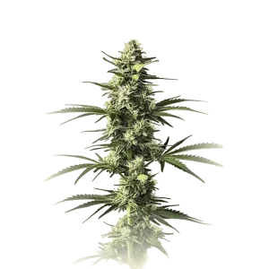 Critical Mass