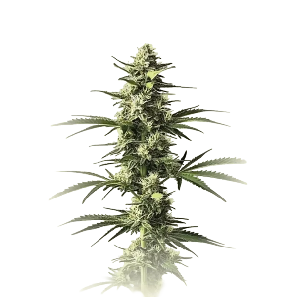 Critical Mass