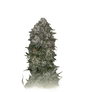 Critical Somango