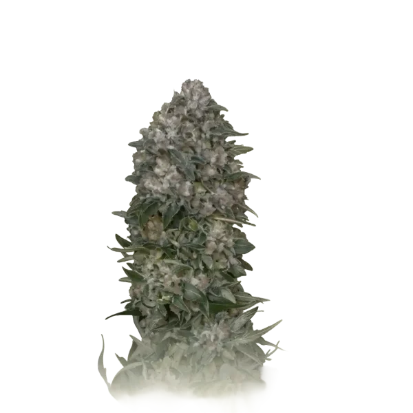 Critical Somango