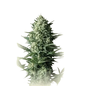Critical Widow