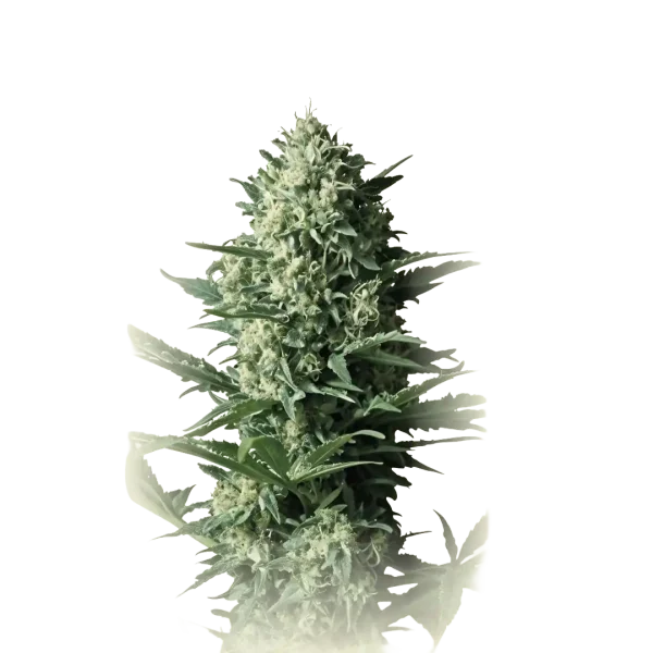 Critical Widow