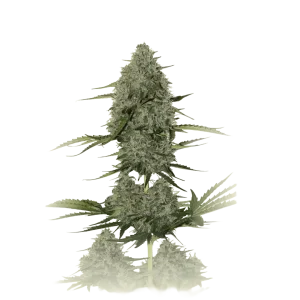 Critical XXL Auto