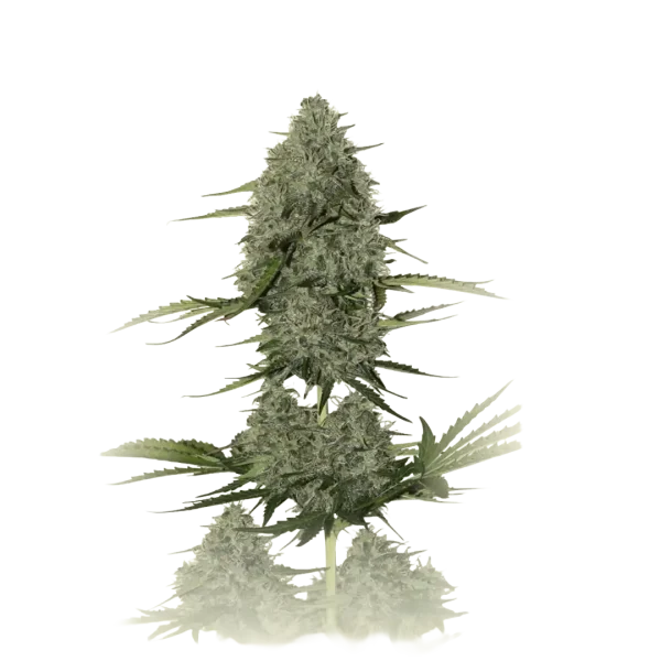 Critical XXL Auto