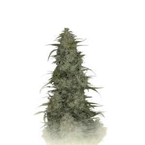 Cronic