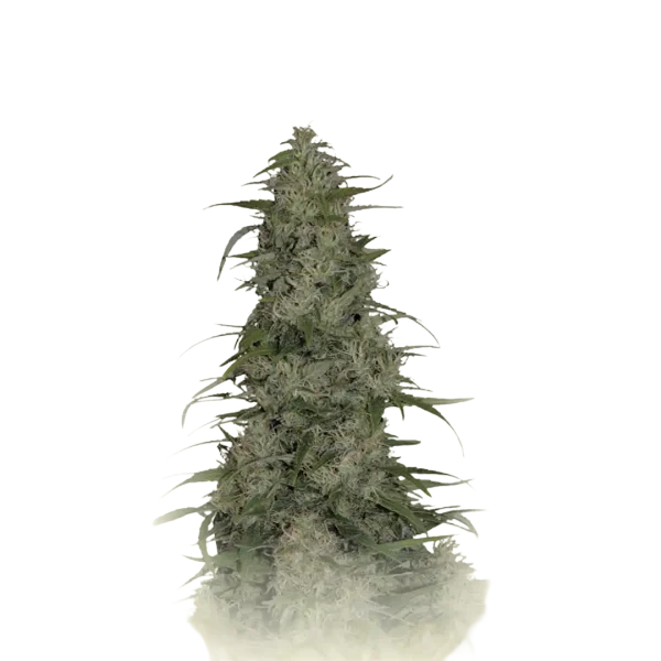 Cronic