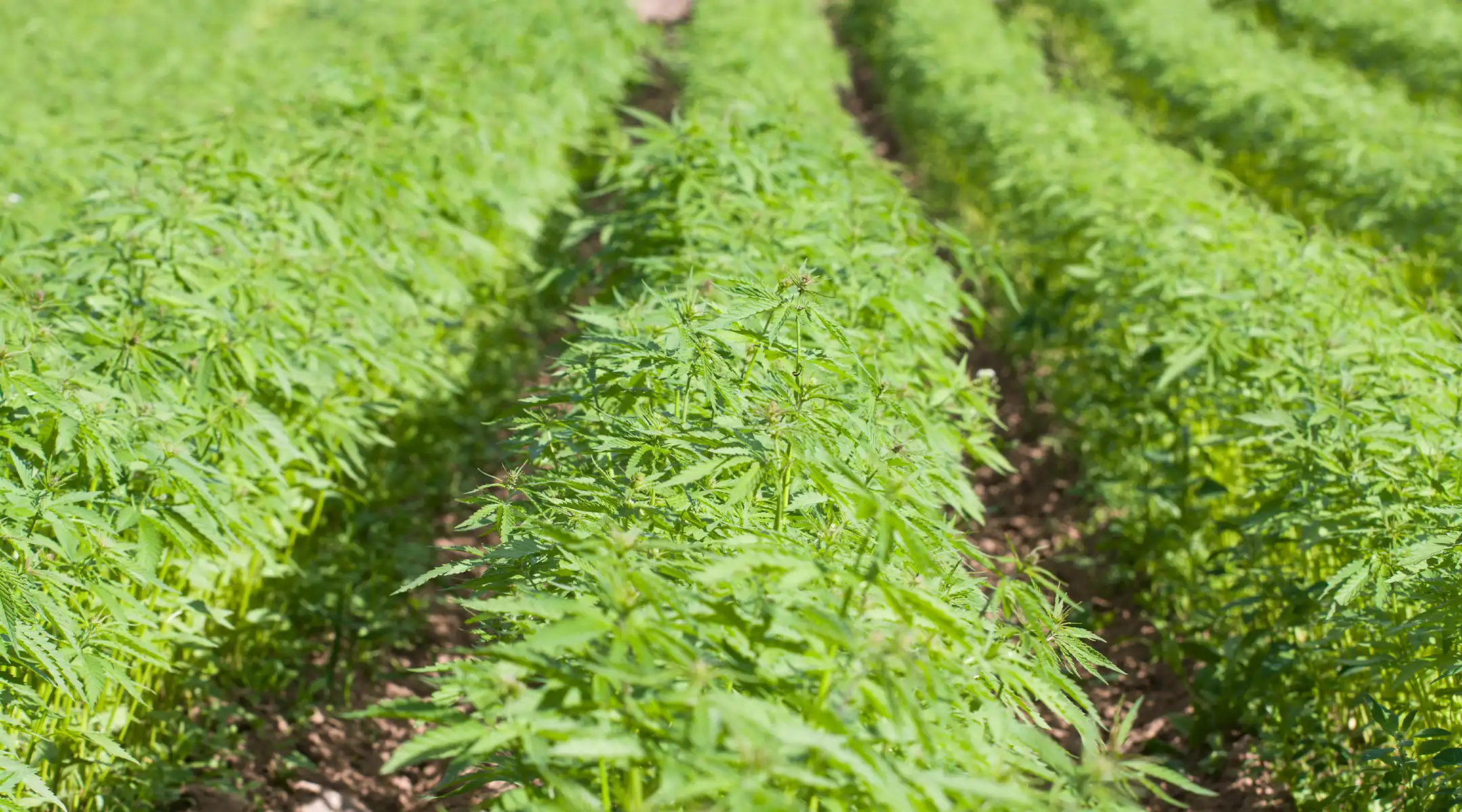 Commercial-Seeds-Outdoor