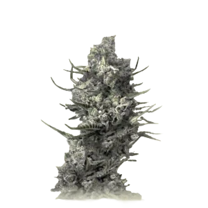 Deadcheese
