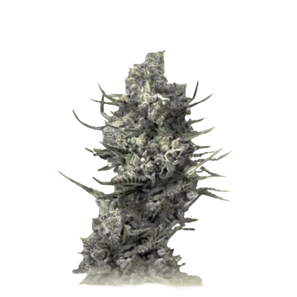 Deadcheese