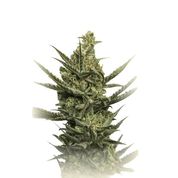 Devil Fruit