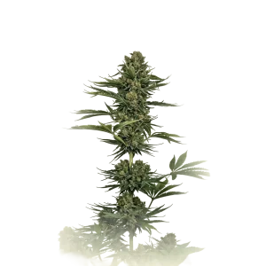 Domina Auto CBD