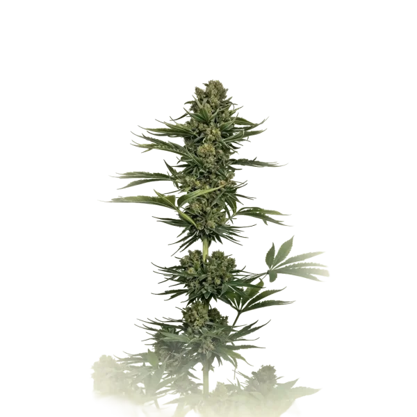 Domina Auto CBD