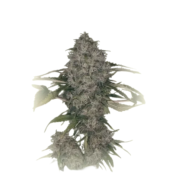 Domina XXL Auto