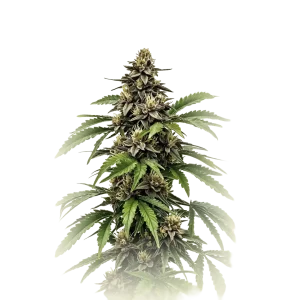 Early Skunk