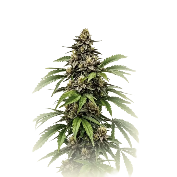 Early Skunk
