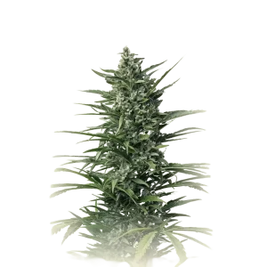 Especial Kush