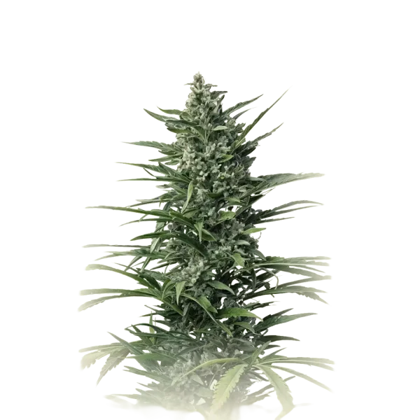 Especial Kush