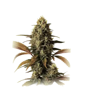 Fire OG