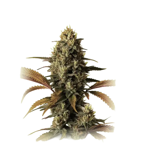 Fire OG
