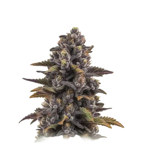 Forbidden Fruit