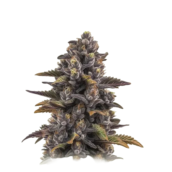 Forbidden Fruit