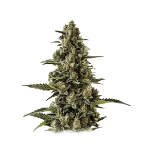 G13