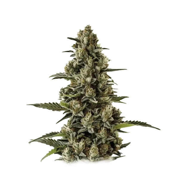 G13