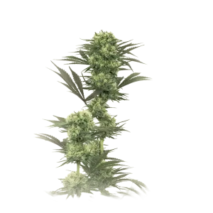 Galactic Guava X Gmo Rootbeer