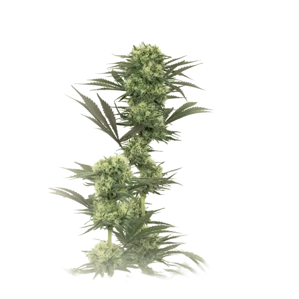 Galactic Guava X Gmo Rootbeer