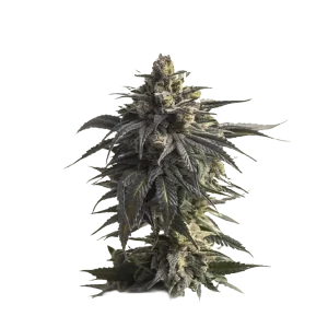 Gapefruit