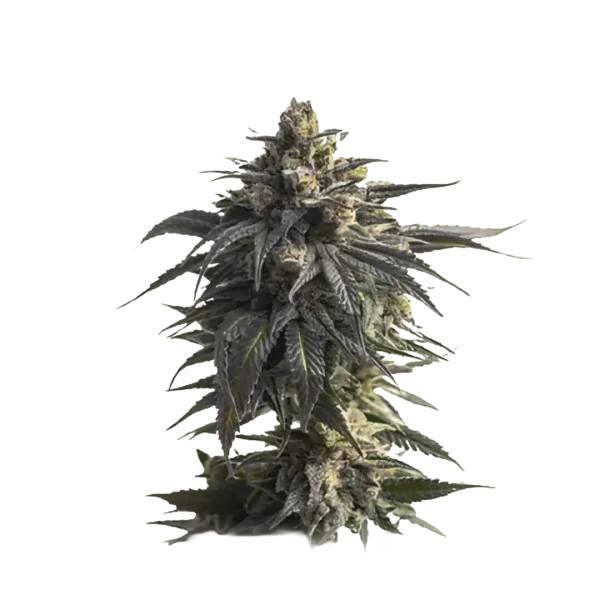 Gapefruit
