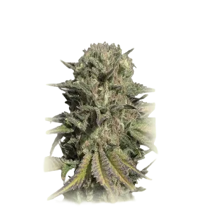 Garlic Cookies
