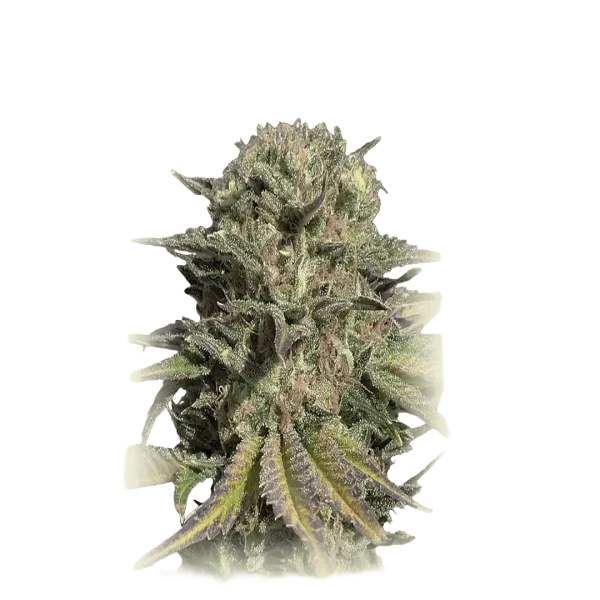 Garlic Cookies