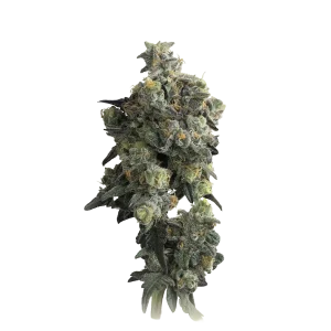 Gas Face Autoflower