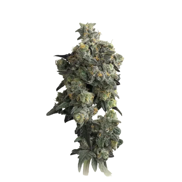 Gas Face Autoflower