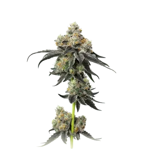 Gelato