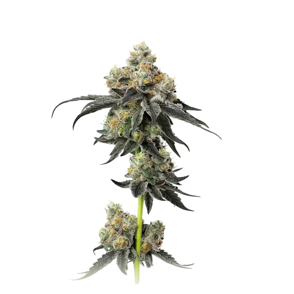 Gelato