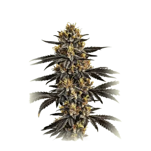 Gelato Feminized USA