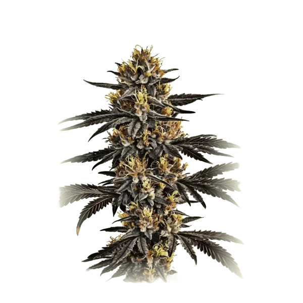 Gelato Feminized USA
