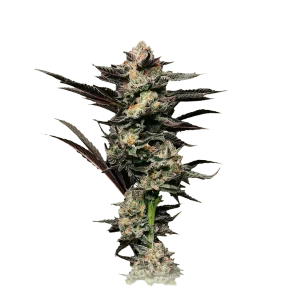 Girl Scout Cookies