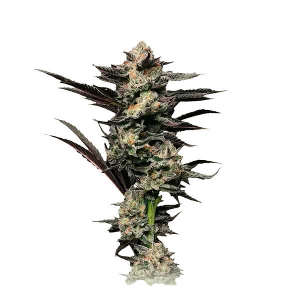 Girl Scout Cookies