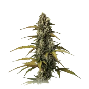 GMO