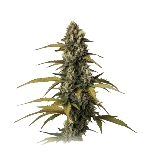 GMO