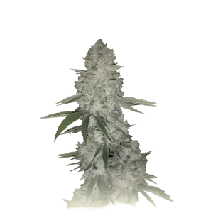 Gorilla Auto CBD