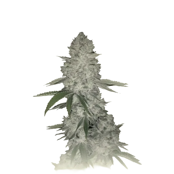 Gorilla Auto CBD