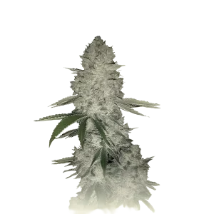 Gorilla Banana Auto