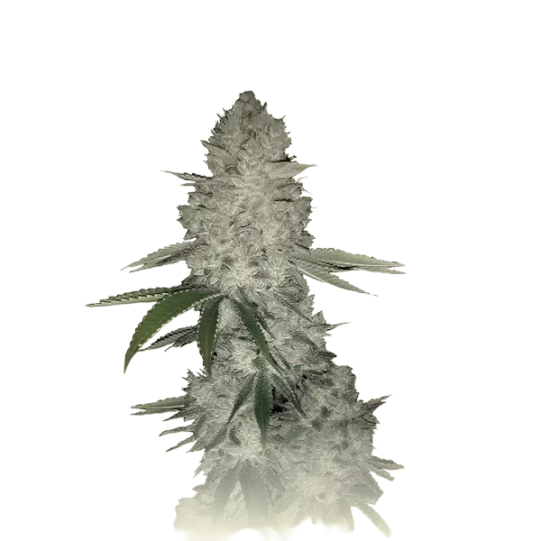 Gorilla Banana Auto