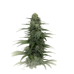 Gorilla CBD