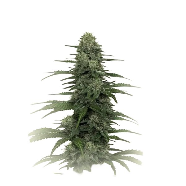 Gorilla CBD