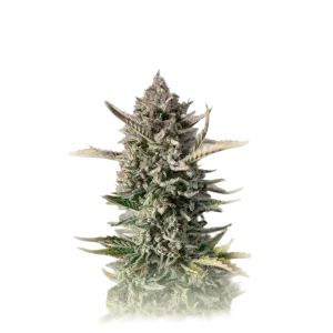 Gorilla Fast F1